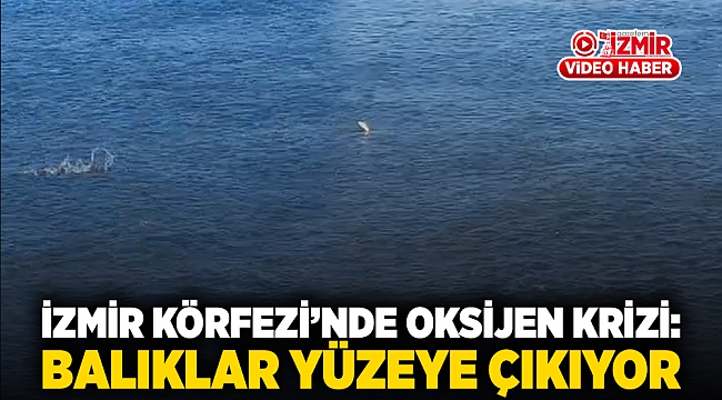 İzmir Körfezi’nde Oksijen Krizi:  Balıklar Yüzeye Çıkıyor