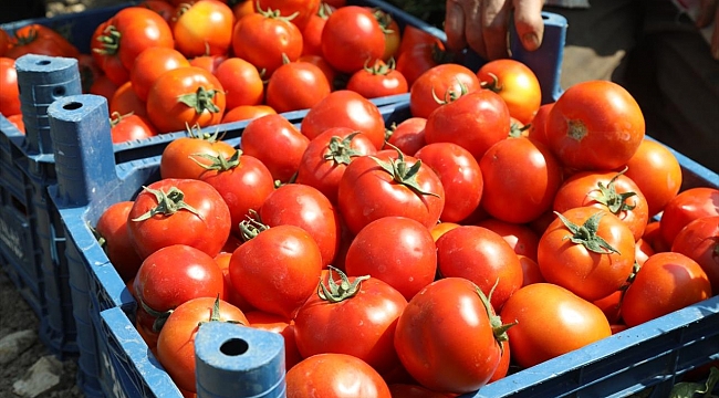 Türkiye&#039;den 10 ayda 361 milyon dolarlık domates ihraç edildi