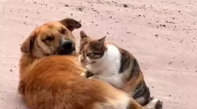 Düzce&#039;de Kedi ve Köpeğin Şaşırtan Dostluğu