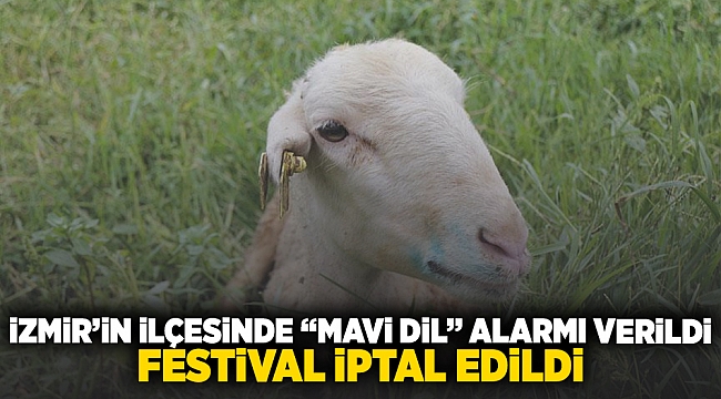 İzmir&#039;in ilçesinde &quot;mavi dil&quot; alarmı verildi, festival iptal edildi