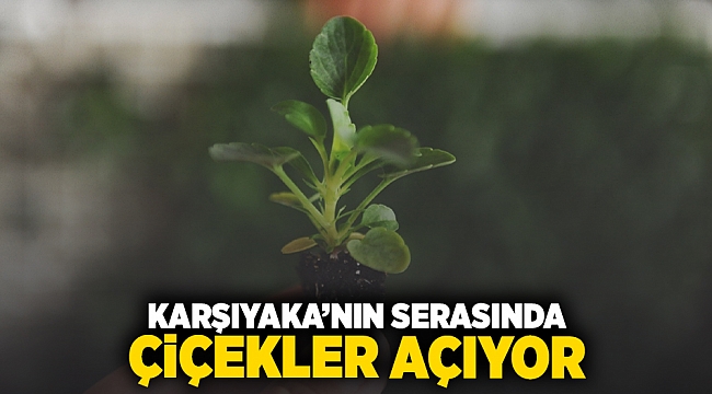 Karşıyaka’nın serasında çiçekler açıyor