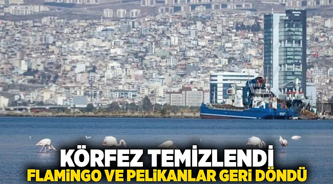 Körfez temizlendi, flamingo ve pelikanlar geri döndü