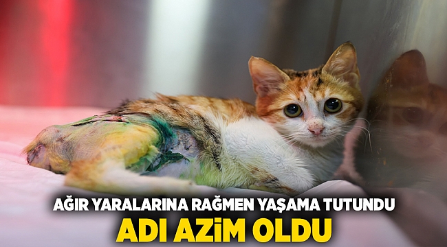 Ağır yaralarına rağmen yaşama tutundu, adı “Azim” oldu