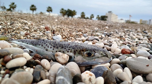 Balon balığını karaya çıkarana 3 bin 770 lira ceza kesilecek
