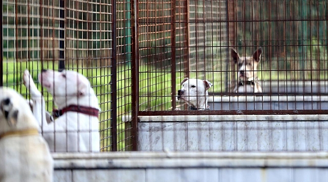 Belediyelerin hayvanların korunmasına yönelik harcamalarına ilişkin esaslar belirlendi