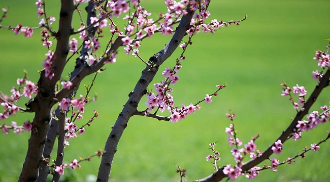 İlk cemre yarın havaya düşecek