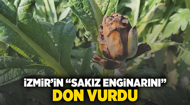 İzmir'in "sakız enginarını" don vurdu