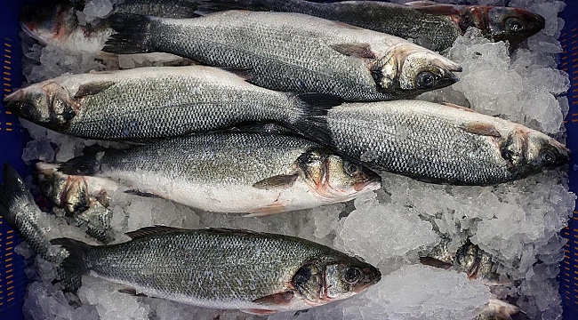 Karadeniz&#039;in su ürünleri ihracatı ocakta 19 milyon doları aştı