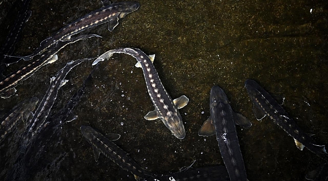 "Türk havyarı" dünya piyasasında olacak