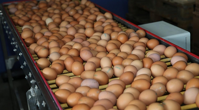 Yumurta ihracatında kilogram başına 50 sent kesinti yapılacak