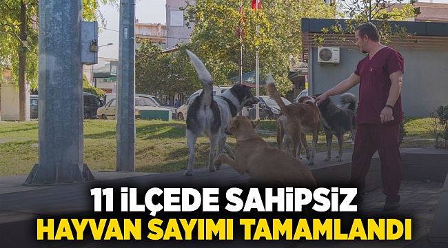 11 ilçede sahipsiz hayvan sayımı tamamlandı