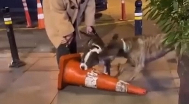 Ağızlıksız pitbull dubaya saldırdı, sahibi ikinci kez aynı suçtan ceza yedi