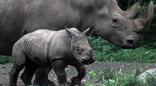 Filler ve gergedanlar Trump yüzünden &quot;risk altında&quot;