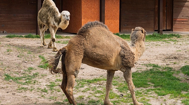 İzmir Doğal Yaşam Parkı’nda can yoldaşı oldular