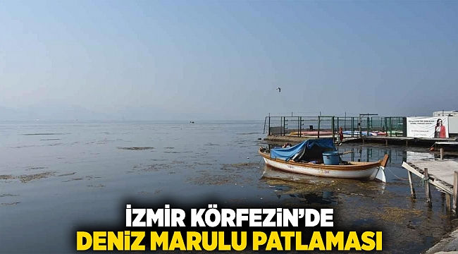 İzmir Körfezi’nde deniz marulu patlaması
