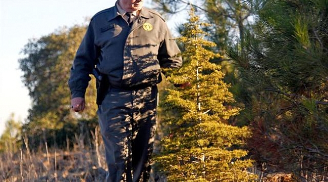 Orman Genel Müdürlüğü 4 bin 500 geçici işçi alacak