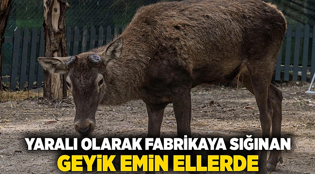Yaralı olarak fabrikaya sığınan geyik emin ellerde