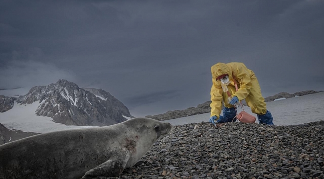 Avustralyalı araştırmacılar, Antarktika kıtasında yeni deniz canlısı türleri topladı