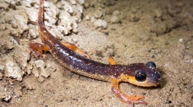 Türkiye'de tescillenen 154 mağarada, 30 memeli türü ve endemik canlılar keşfedildi