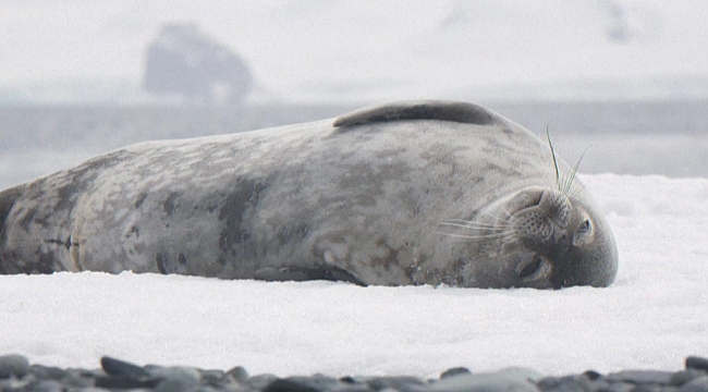 BM uyardı: 2029’a kadar 1,5 derece sıcaklık eşiğini aşma ihtimali yüzde 70
