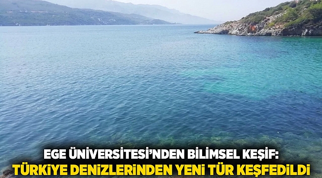 Ege Üniversitesi’nden Bilimsel Keşif: Türkiye Denizlerinden Yeni Tür Keşfedildi