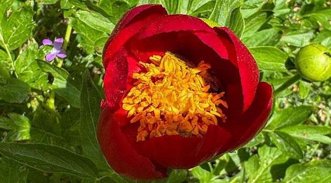 Ender görülen İtecik lalesi çiçek açtı