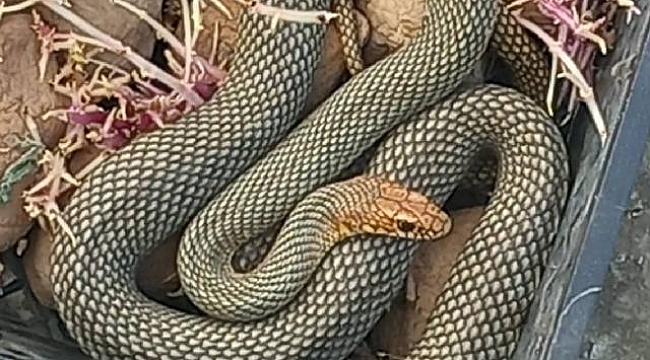 Hindistan'da okul yemeğinde ölü yılan bulundu, 100'den fazla çocuk hastalandı