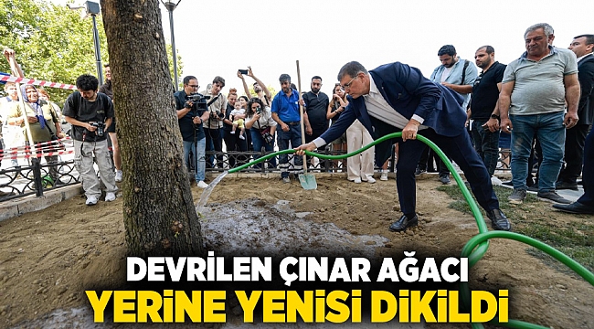 Devrilen çınar ağacı yerine yenisi dikildi