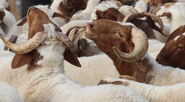 Diyanetten &#039;bayram namazı öncesi kesilen kurbanlar geçersizdir&#039; uyarısı