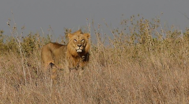 İş insanı safari sırasında aslan saldırısıyla hayatını kaybetti