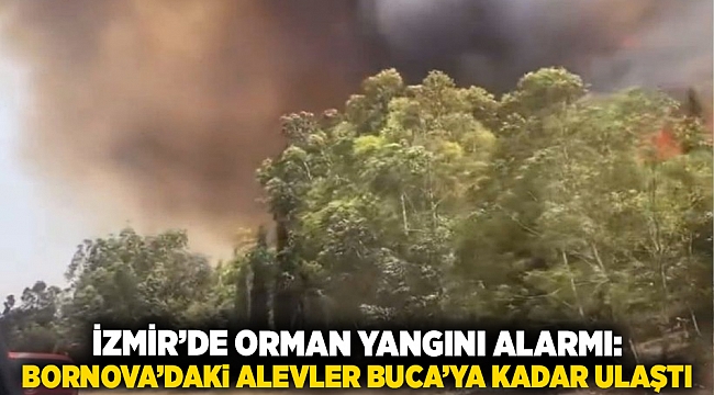 İzmir’de Orman Yangını Alarmı: Bornova’daki Alevler Buca’ya Kadar Ulaştı
