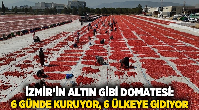 İzmir’in Altın Gibi Domatesi: 6 Günde Kuruyor, 6 Ülkeye Gidiyor