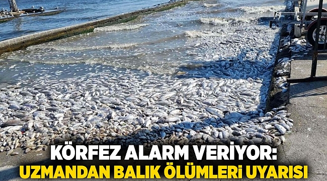 Körfez Alarm Veriyor: Uzmandan Balık Ölümleri Uyarısı