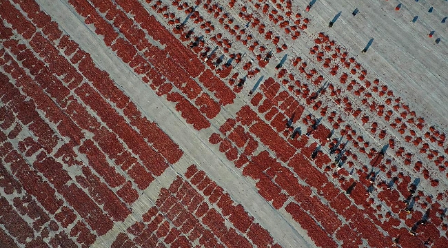 Kuru domates ihracatından 6 ayda 95,8 milyon dolar gelir