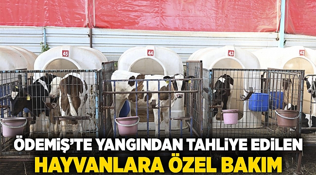 Ödemiş&#039;te yangından tahliye edilen hayvanlara özel bakım