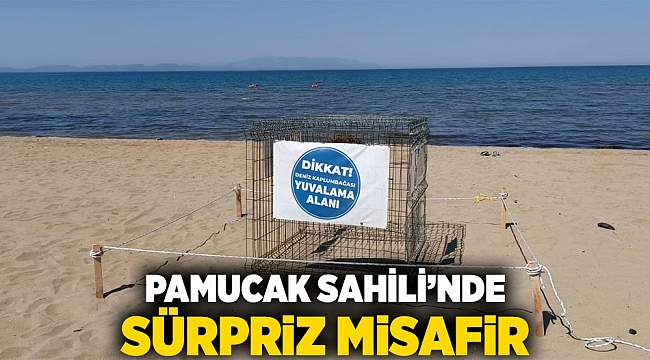 Pamucak Sahili&#039;nde Sürpriz Misafir