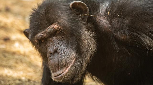 Şempanzeler de modayı takip ediyor