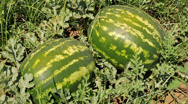 Temizlenmeyen kavun ve karpuz gıda zehirlenmesine yol açabilir