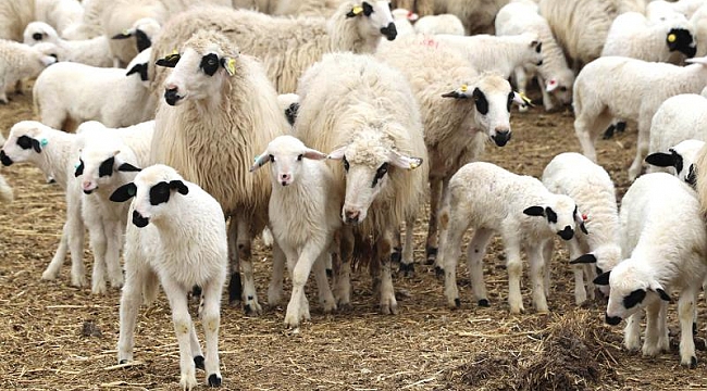 TİGEM 2 bin kuzu satacak