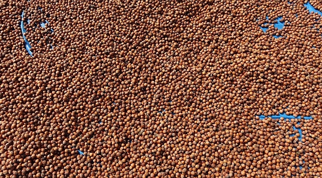 Türkiye fındık ihracatından yaklaşık 2,3 milyar dolar gelir sağladı