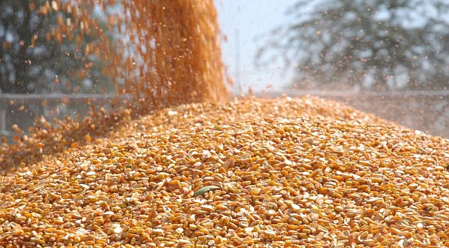 Türkiye mısır tohumunda 5 yıldır dış ticaret fazlası veriyor