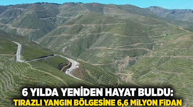 6 Yılda Yeniden Hayat Buldu: Tırazlı Yangın Bölgesine 6,6 Milyon Fidan