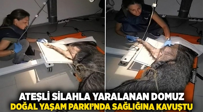 Ateşli silahla yaralanan domuz Doğal Yaşam Parkı’nda sağlığına kavuştu