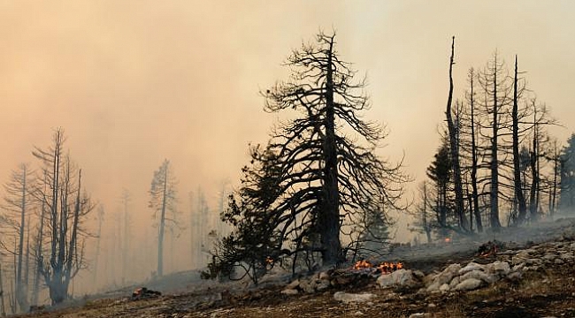 Avrupa Birliği kayıtlardaki en kötü yangın sezonuyla karşı karşıya