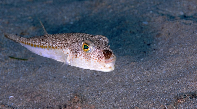 Balon balığı avcılığında destek miktarı artırıldı