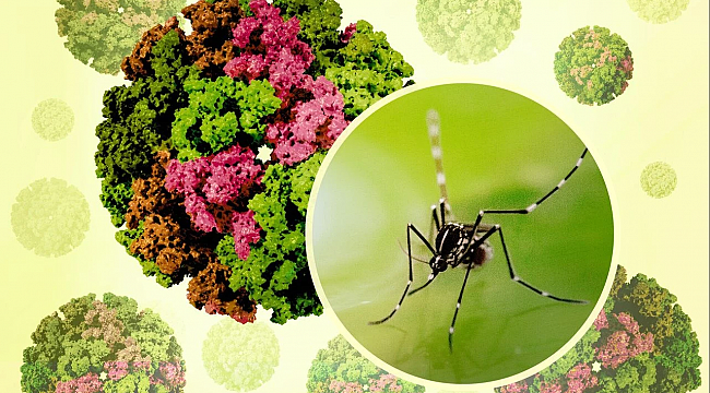 Chikungunya Virüsü Tehdidi: Çin&#039;de 7 Bini Aşkın Vaka!