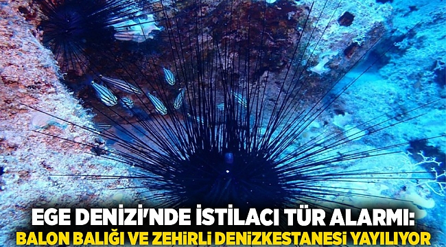 Ege Denizi&#039;nde İstilacı Tür Alarmı: Balon Balığı ve Zehirli Denizkestanesi Yayılıyor