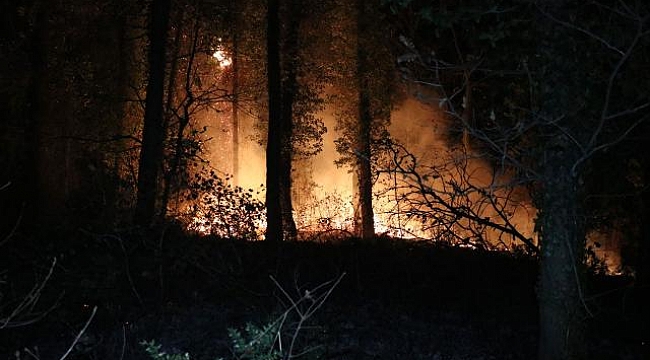 Fransa’daki orman yangınında Paris&#039;ten daha büyük bir alan yok oldu