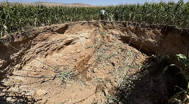 Gören dehşete düştü! Resmen tarlayı yuttu