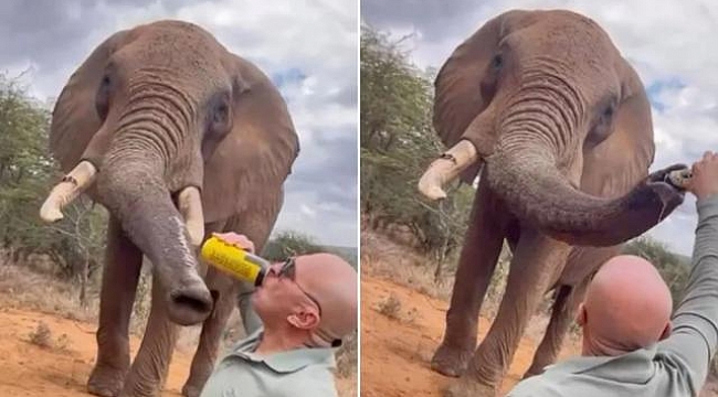 Kenya&#039;da bir turistin filin hortumuna alkol dökmesi öfkeye yol açtı